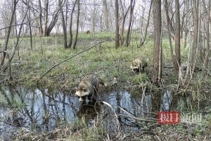 罕见动物亮相！湖北襄阳汉江国家湿地公园惊现野生貉