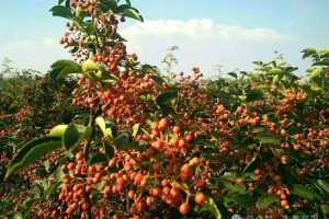 悠悠花椒香，富平县花椒采摘忙